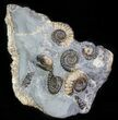 Ammonite Fossil (Promicroceras) Cluster - Somerset, England #63502-1